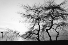 Kivisto-Three-Trees