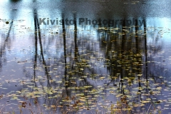 1_Kivisto-Monet-Vibrance