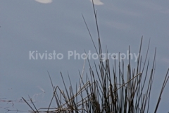 Kivisto Blue Reeds