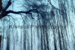 Kivisto-Blue-Willow