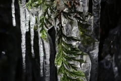 White-Pine-Frozen-Kivisto